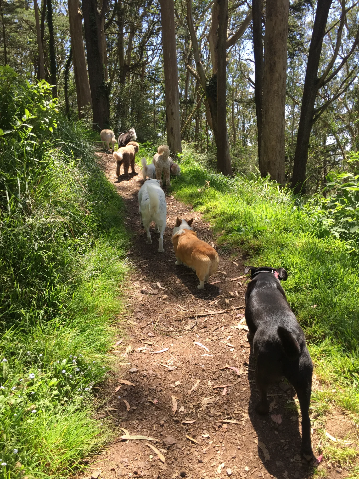 Dogs on trail