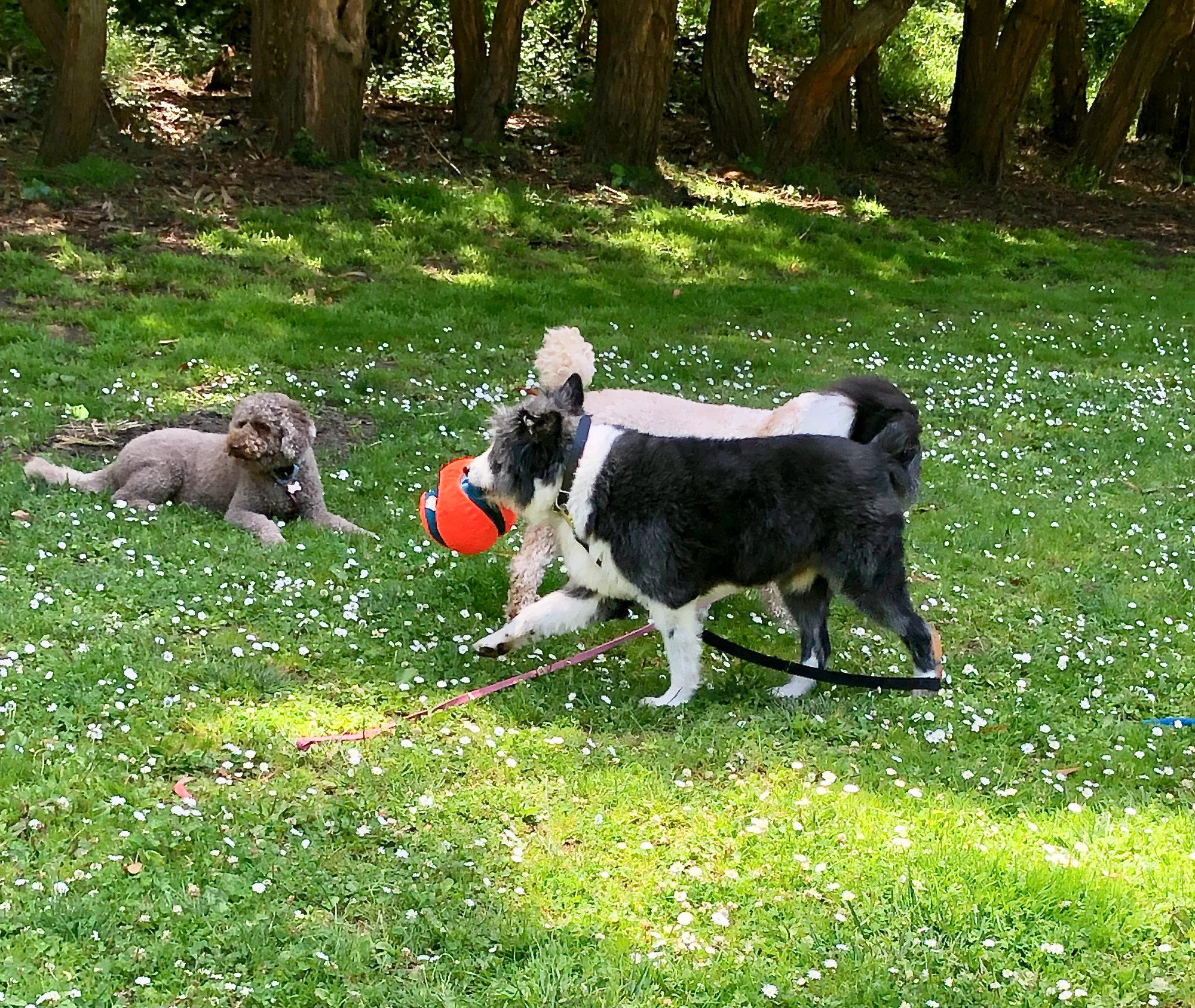 Happy dogs playing with their favorite orange ball at Stern Grove