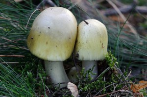 Poisonous Mushroom Identification