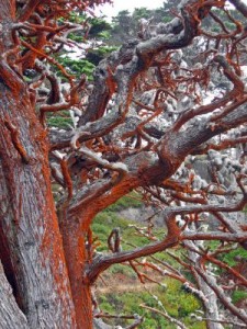 What Causes Orange Substance on Trees in SF?