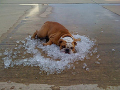 Bulldog cooling down on ice