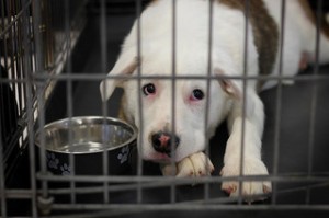Dog's Left Home Alone