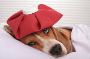Look out!  Kennel Cough Outbreak in the San Francisco Bay Area!
