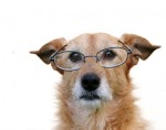 Old dog