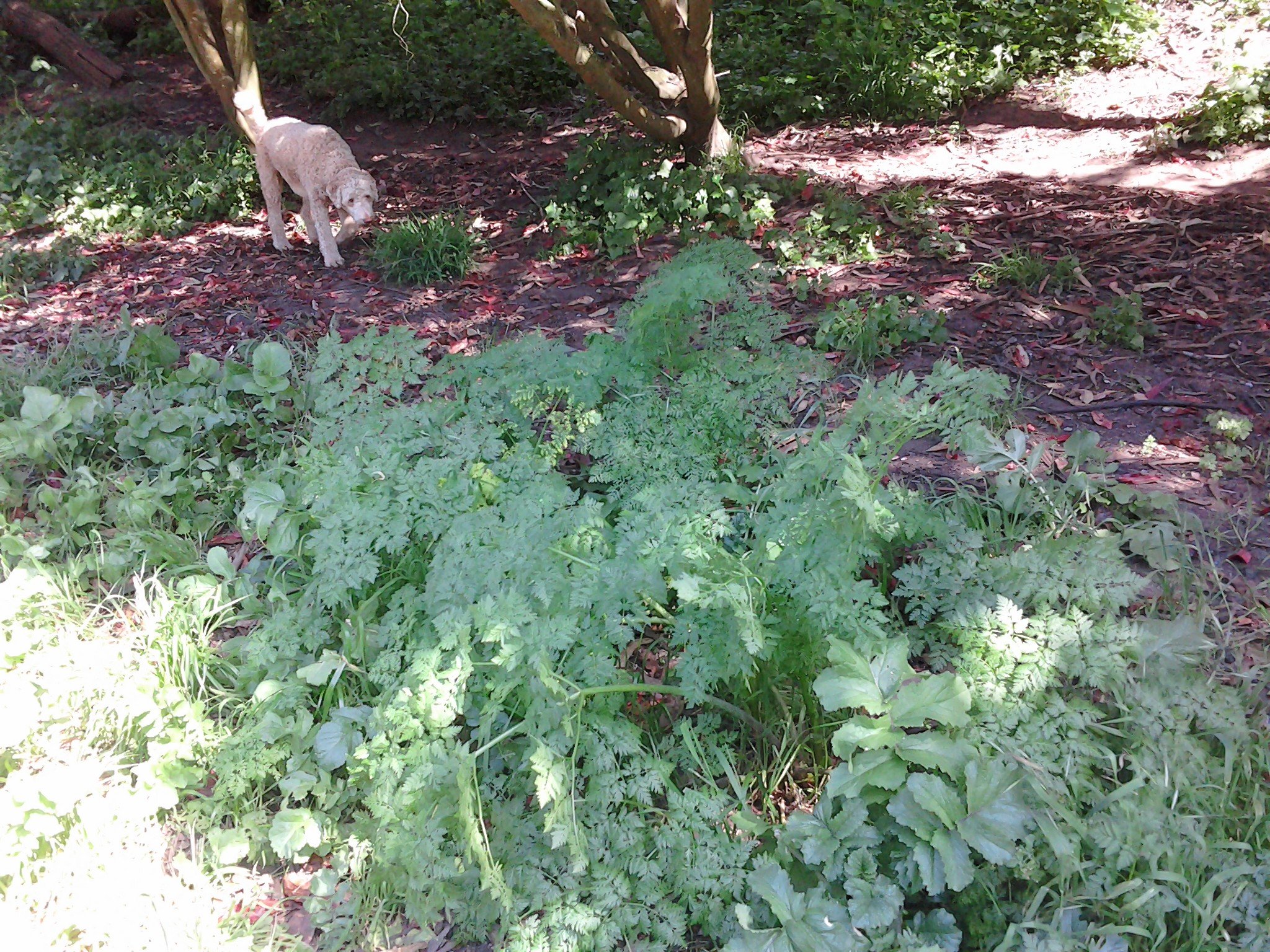 Hemlock in Our San Francisco Parks
