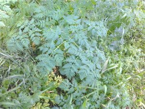 Hemlock close-up