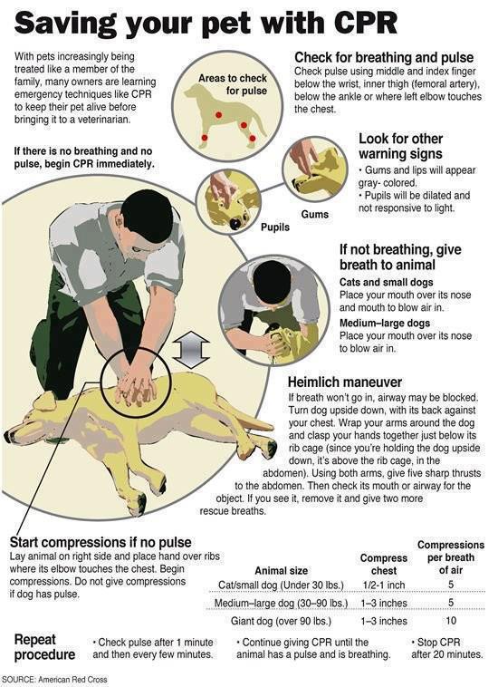 How to Do Cpr on a Dog: A San Fransisco Dog Walker's Guide