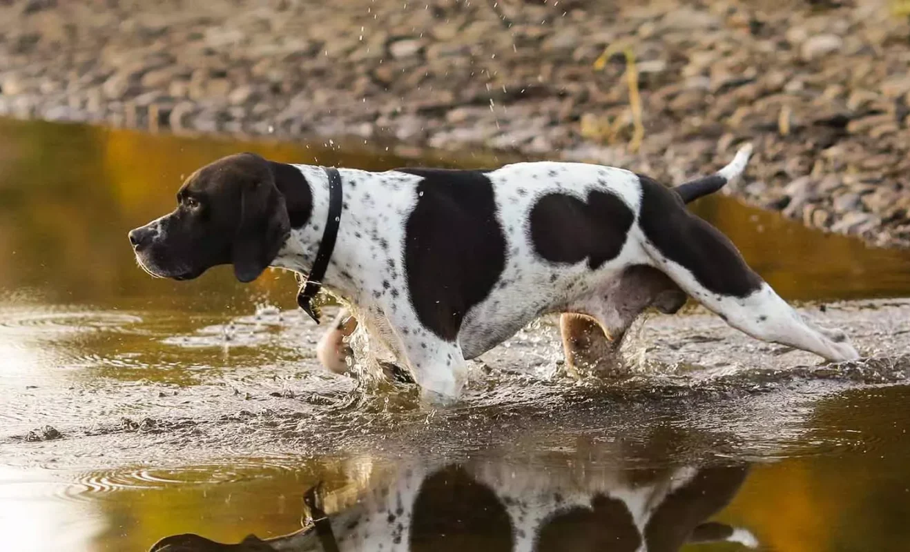 Leptospirosis Has Been Linked to Dead Seals, but Now it's in the Parks Too!