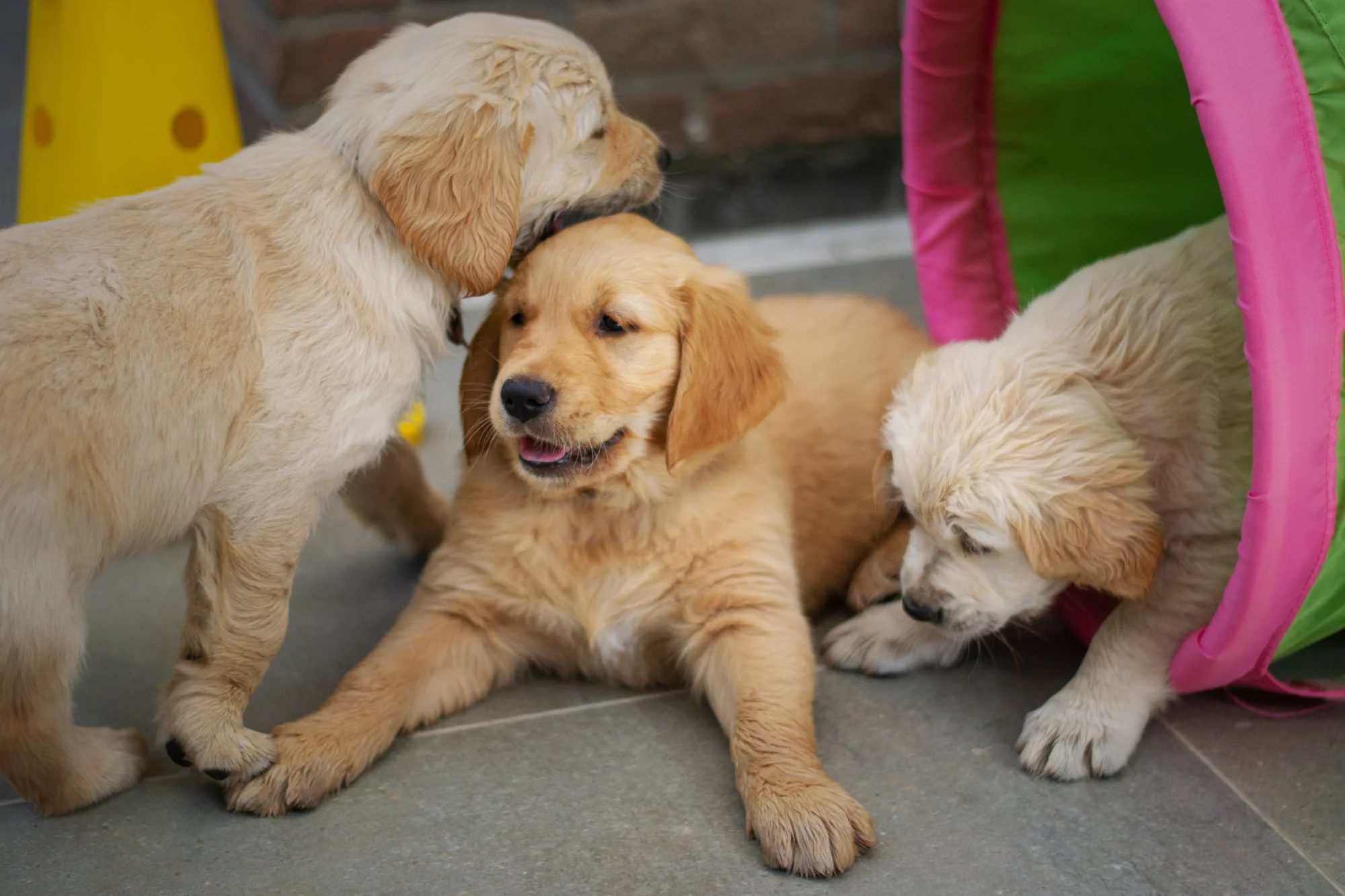 Highly Recommended Activity - Puppy Socials