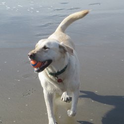 What you Need to Know about Tennis Balls