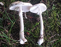 Amanita virosa - Destroying Angel