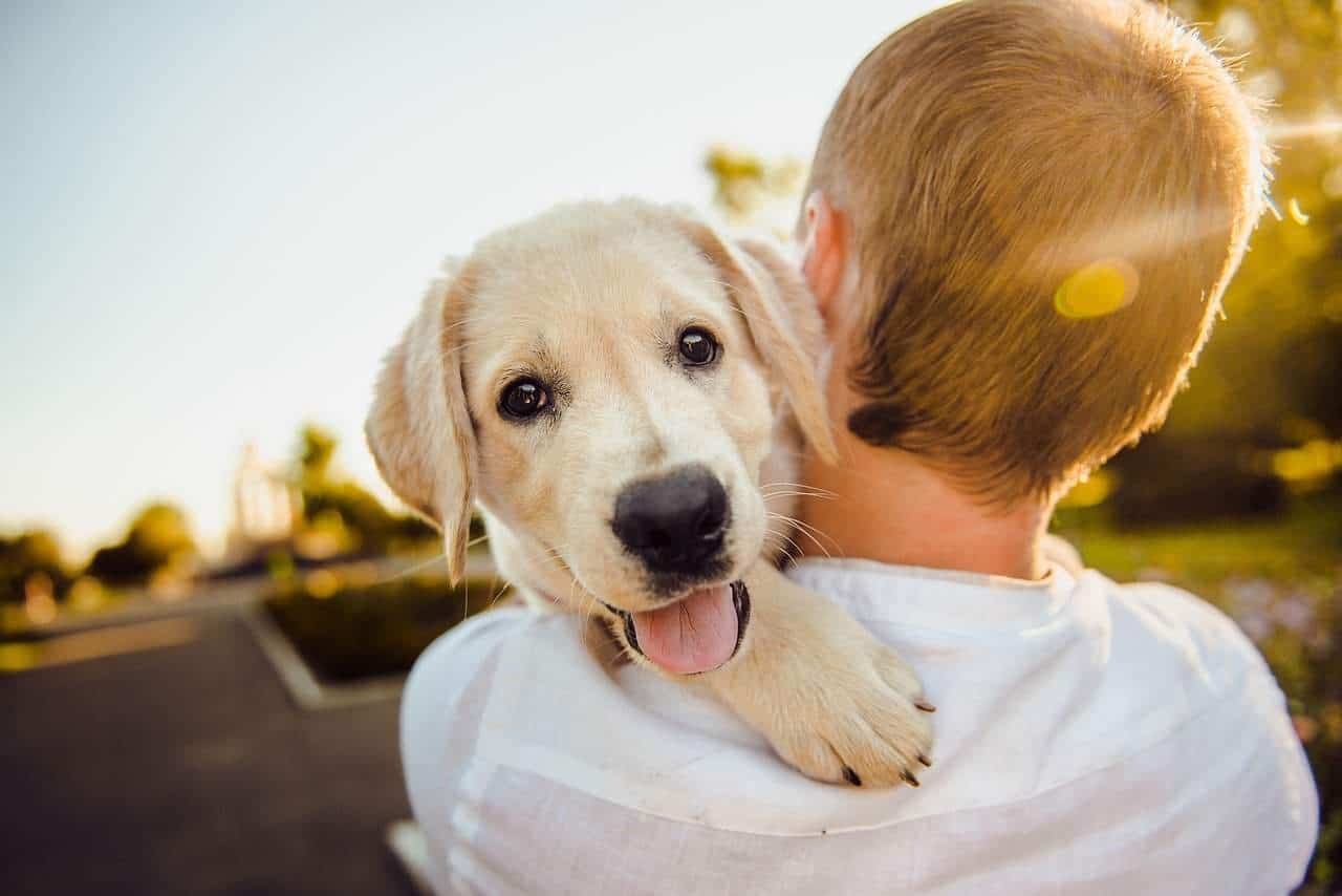 Why it is Important to get Pet Insurance for Dog!