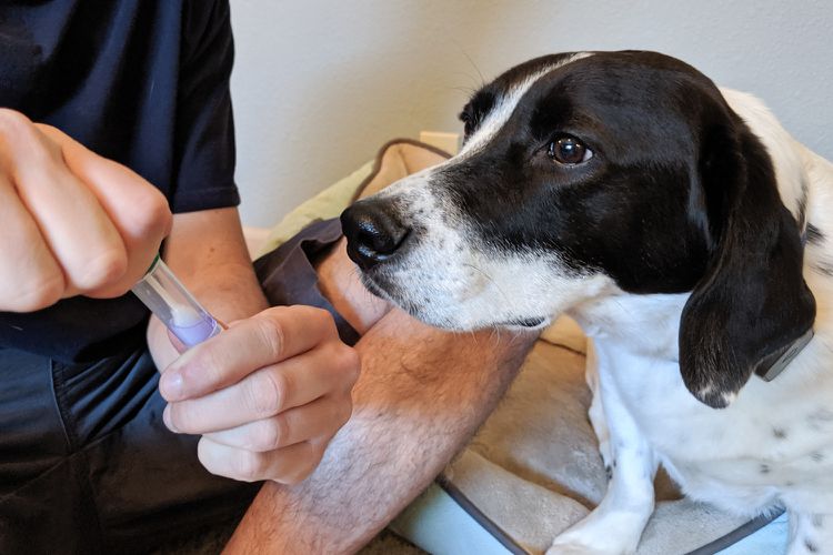 Knowing Dog DNA can be Beneficial