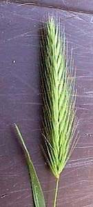 Green seed head of Wild Barley